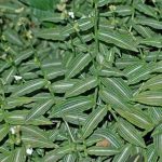 Callisia elegans Callisia elegans