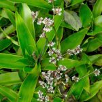 Callisia fragrans Callisia fragrans
