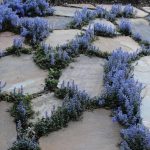 Ajuga reptans 'Bronze Beauty' Ajuga reptans 'Bronze Beauty'