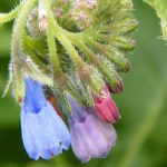 Symphytum grandiflorum sin. S. ibericum Symphytum grandiflorum sin. S. ibericum