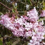 Viburnum x bodnantense 'Dawn' Virbunum farreri sin. Viburnum fragrans