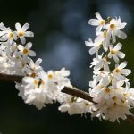 Abeliophyllum distichum (forsizia bianca) Abeliophyllum distichum (forsizia bianca)