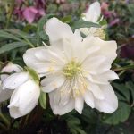 Helleborus niger 'Double Fashion' Helleborus niger 'Double Fashion'