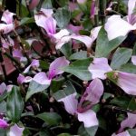 Tradescantia 'Blushing Bride' Tradescantia 'Blushing Bride'
