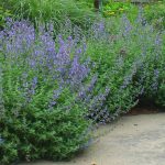 Nepeta × faassenii 'Walker's Low' Nepeta × faassenii 'Walker's Low'