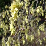 Corylopsis pauciflora Corylopsis pauciflora