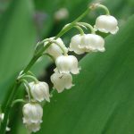Convallaria majalis (Mughetto) Convallaria majalis