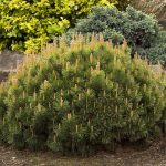 Pinus mugo Pinus mugo