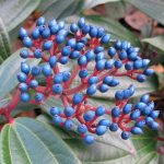 Viburnum davidii 'Angustifolia' Viburnum davidii