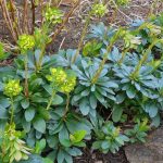 Euphorbia amygdaloides var. robbiae Euphorbia amygdaloides var. robbiae