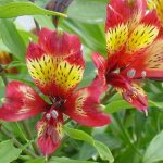 Alstroemeria 'Inca Adore' Alstroemeria 'Inca® Adore'