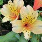 Alstroemeria 'Inca Ice' Alstroemeria 'Inca® Ice'