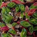 Tradescantia navicularis Tradescantia navicularis