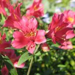 Alstroemeria 'Inca Glow' Alstroemeria 'Inca® Glow'