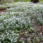 Pachyphragma macrophyllum Pachyphragma macrophyllum