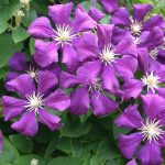 Clematis viticella 'Etoile Violette' Clematis viticella 'Etoile Violette'