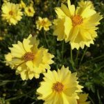 Coreopsis grandiflora 'Solar Dance' Coreopsis grandiflora 'Solar Dance'