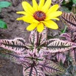 Heliopsis helianthoides 'Summer Pink' Heliopsis 'Summer Pink'