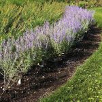 Perovskia atriplicifolia 'Blue Haze' Perovskia atriplicifolia 'Blue Haze'