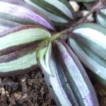 Tradescantia zebrina Tradescantia zebrina