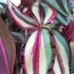 Tradescantia zebrina 'Multicolor' Tradescantia zebrina 'Multicolor'