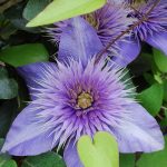 Clematis 'Multi Blue' Clematis 'Multi Blue'