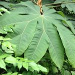 Tetrapanax papyrifer 'Rex' Tetrapanax papyrifer 'Rex'