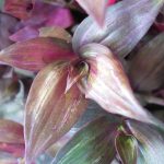 Tradescantia zebrina 'Purpusii' Tradescantia zebrina 'Purpusii'