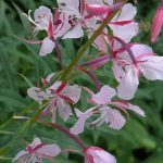 Epilobium angustifolium 'Stahl Rose' Epilobium angustifolium 'Stahl Rose'