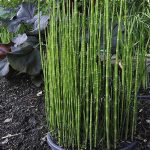 Equisetum hyemale 'Robustum' Equisetum hyemale 'Robustum'