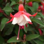 Fuchsia 'Alice Hoffman' Fuchsia 'Alice Hoffman'
