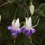 Fuchsia 'Delta Sarah' Fuchsia 'Delta Sarah'