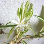 Chlorophytum comosum 'Vittatum' Chlorophytum comosum 'Vittatum'