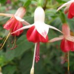 Fuchsia magellanica 'Galadriel' Fuchsia magellanica 'Galadriel'