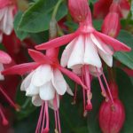 Fuchsia 'Lady Thumb' Fuchsia 'Lady Thumb'