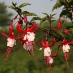 Fuchsia 'Madame Cornelissen' Fuchsia 'Madame Cornelissen'