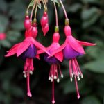 Fuchsia 'Mrs Popple' Fuchsia 'Mrs Popple'