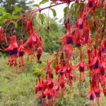 Fuchsia magellanica 'Riccartonii' Fuchsia magellanica 'Riccartonii'
