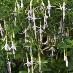 Fuchsia magellanica 'Alba' Fuchsia magellanica