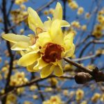 Chimonanthus praecox (Calicanto d'Inverno-Calycanthus) Chimonanthus praecox (Calicanto d'Inverno-Calycanthus)