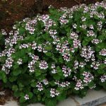 Erodium pelargoniflorum Erodium pelargoniflorum