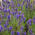 Hyssopus officinalis subsp. aristatus (Issopo aristato) Hyssopus officinalis subsp. aristatus (Issopo aristato)