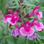 Salvia greggii 'Icing Sugar' Salvia greggii 'Icing Sugar'