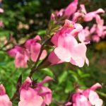 Salvia greggii 'Stormy Pink' Salvia greggii 'Stormy Pink'