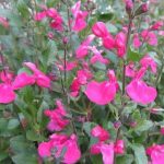 Salvia microphylla 'Elba' Salvia microphylla 'Elba'