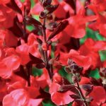 Salvia x jamensis 'Flammen' Salvia x jamensis 'Flammen'