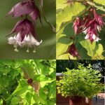 Leycesteria formosa 'Jealousy' Leycesteria formosa 'Jealousy'