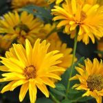 Heliopsis helianthoides 'Bressingham Doubloon' Heliopsis helianthoides 'Bressingham Doubloon'