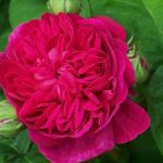 Rosa 'Rose de Rescht' Rosa 'Rose de Rescht'