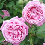 Rosa 'Hermosa' Rosa 'Hermosa'